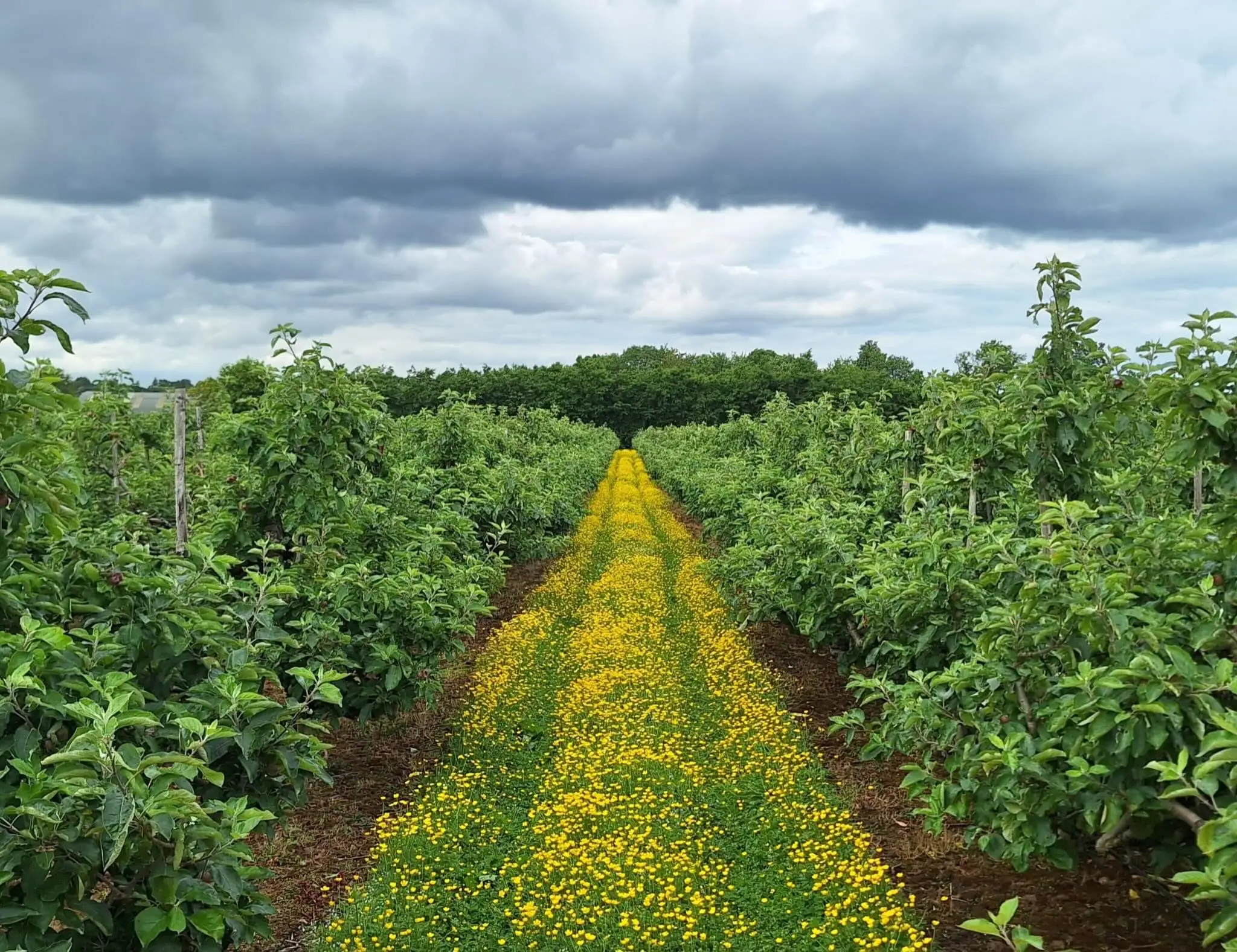 A grass path lined with yellow flowers between rows of apple trees at The Apple Farm